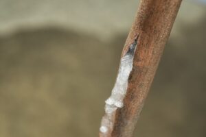 A close-up of a brown tree branch with a visible cut sealed by a layer of transparent grafting wax or resin.